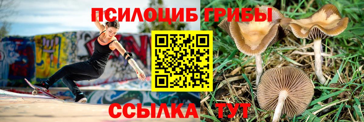Галлюциногенные грибы Psilocybine cubensis  Вход с VPN  Саратов 